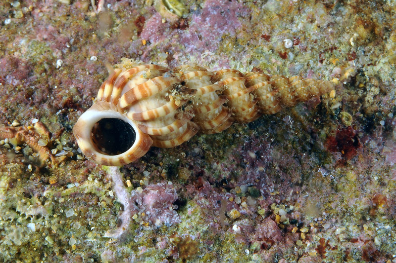 Prosobranco da determinare